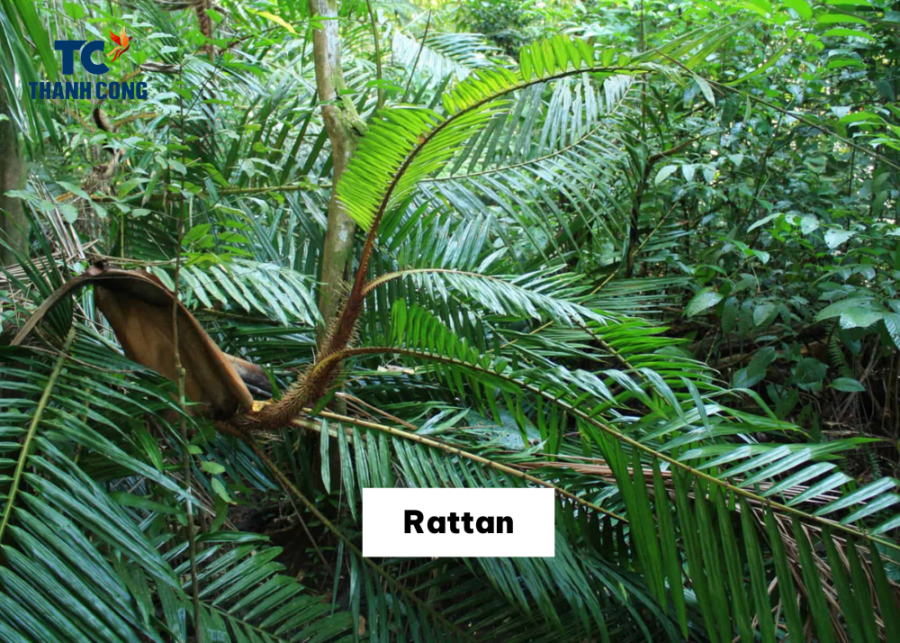 Similarities And Differences Between Water Hyacinth vs Rattan