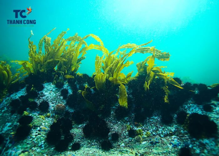 Difference Between Seagrass And Seaweed