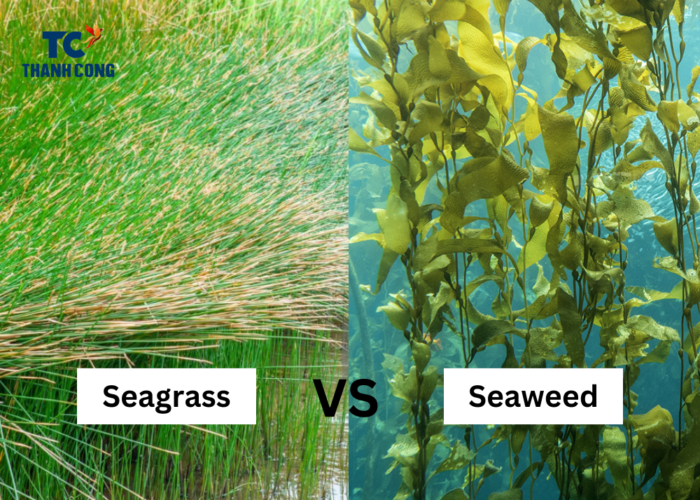 Difference Between Seagrass And Seaweed