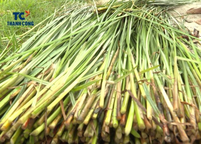 Difference Between Seagrass And Seaweed