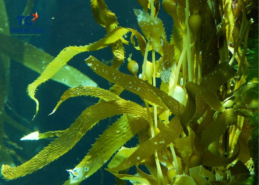 Difference Between Seagrass And Seaweed