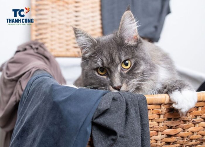 Why do cats pee in laundry baskets, male cat peeing in laundry basket