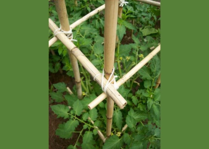 How to make a bamboo tomato trellis