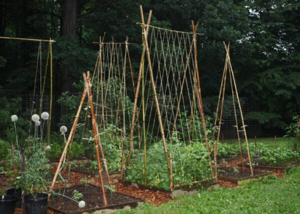 How to make a bamboo trellis for cucumbers?