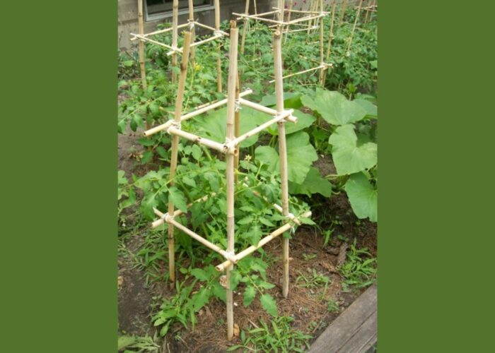 How to make a tomato cage with bamboo sticks