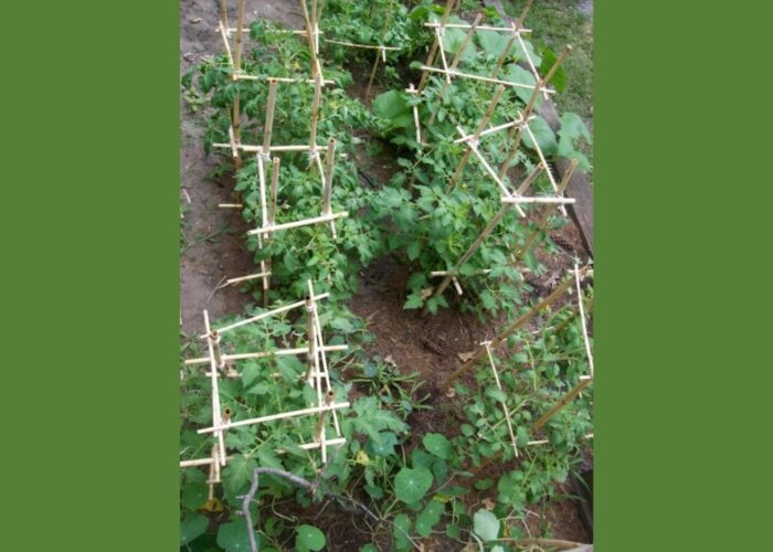 How to make a tomato cage with bamboo sticks