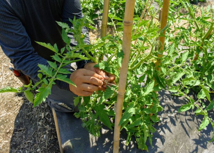 How to make tomato stakes from bamboo