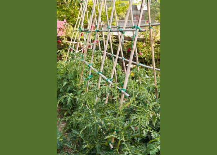 How to make a bamboo tomato trellis