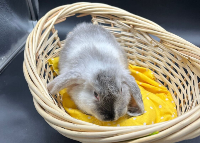Are wicker baskets safe for rabbits