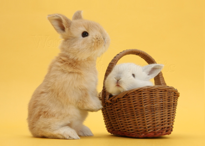 Are wicker baskets safe for rabbits to eat
