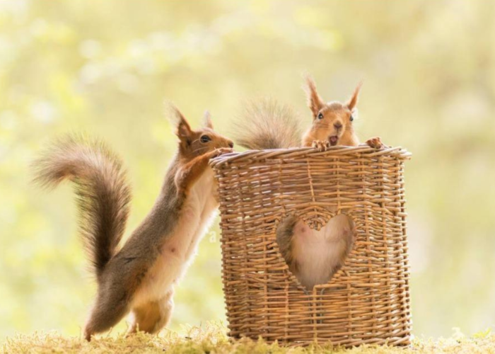 Do Squirrels Eat Wicker Furniture? The materials of wicker may be enticing for them to gnaw on