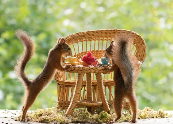 Do Squirrels Eat Wicker Furniture