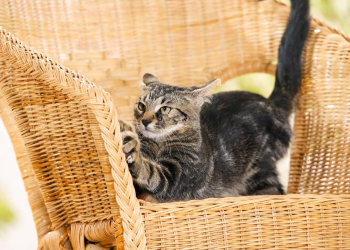 Do cats scratch wicker furniture? Wicker furniture, with its woven texture, may provide an interesting surface for a cat to scratch due to its texture and the ability to dig their claws into it