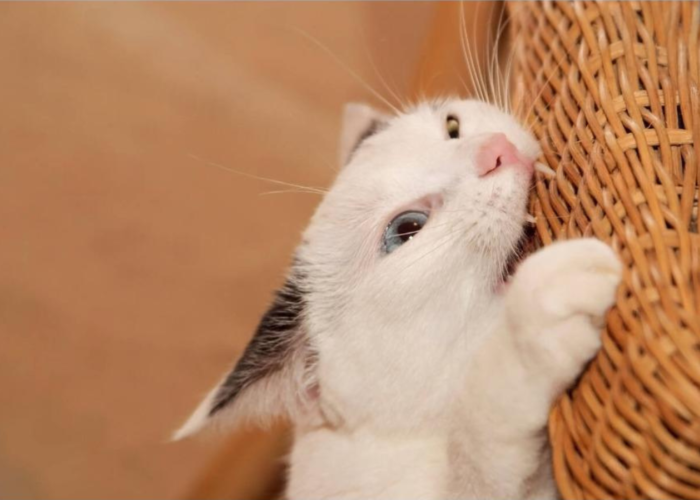 Do cats scratch wicker furniture, why cats scratch furniture and carpets