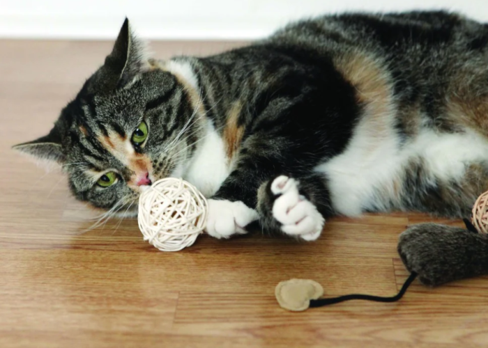 How to keep cats from scratching wicker furniture? Provide suitable toys for cats to satisfy their scratching needs
