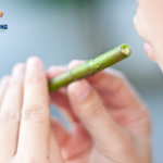 How to make a willow whistle from willow branch