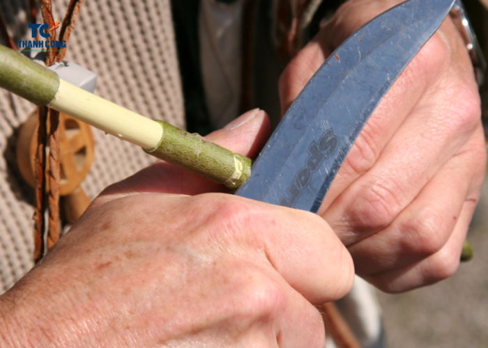 How to make a willow whistle from willow branch