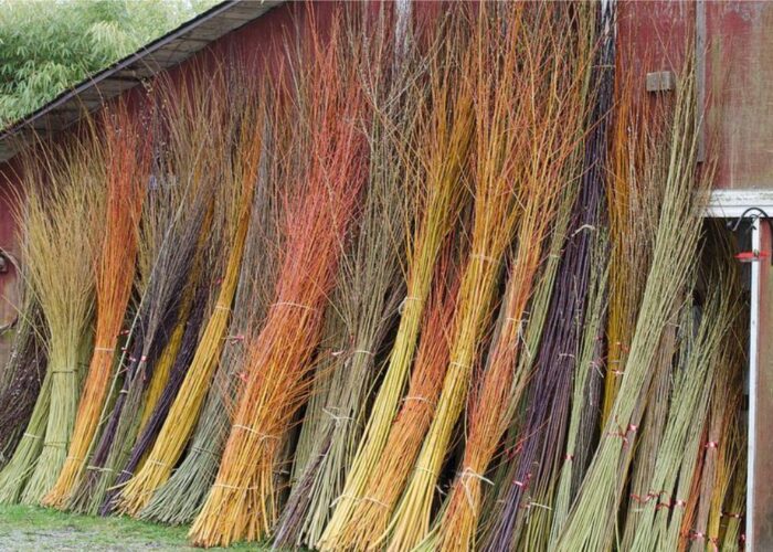 Once harvested, allow the branches to dry in a cool Once harvested, allow the branches to dry in a cool