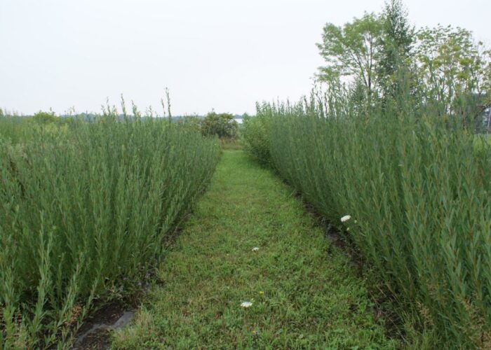 How to grow willow for weaving