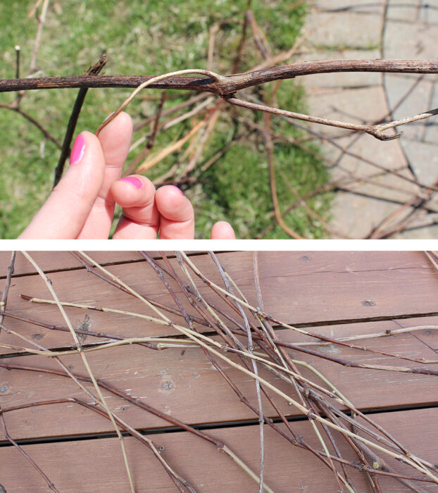 Begin by separating the vine pieces or bark from the grapevine