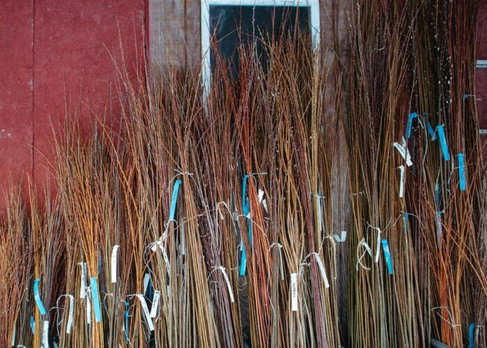 Start by collecting willow branches
