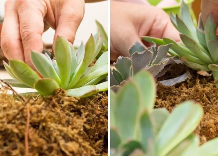 Get your succulents ready for arrangement