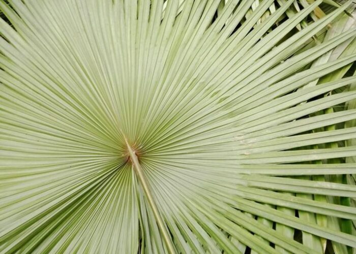 How to make palm leaf hand fan