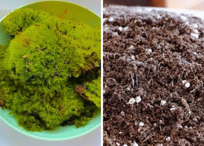 How To Make A Moss Bowl Centerpiece