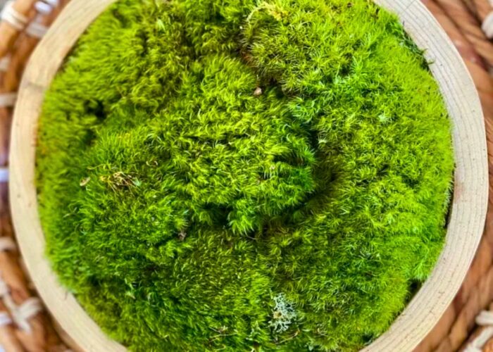 How To Make A Moss Bowl Centerpiece