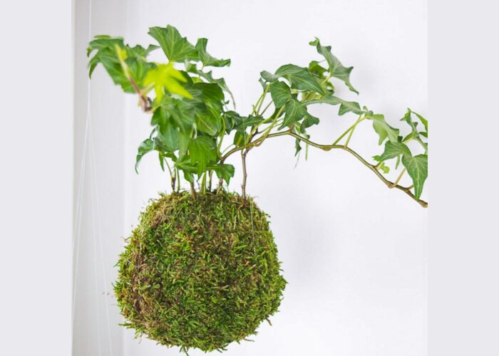 How to make a kokedama moss ball planter