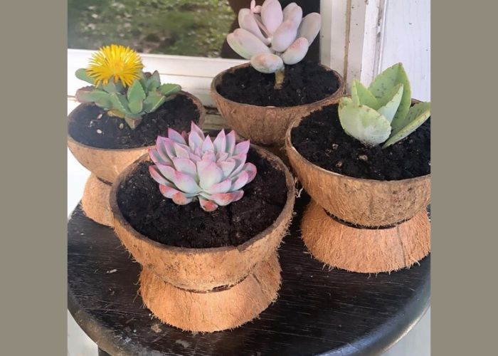 Coconut shell selling simple cut planters