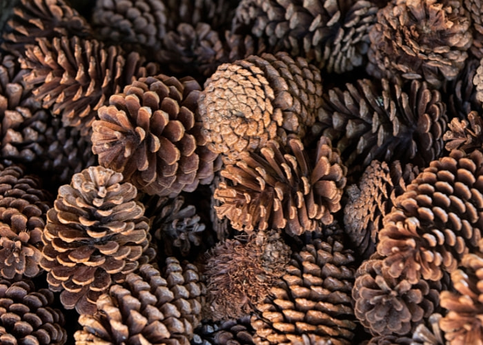 Gather the pine cones