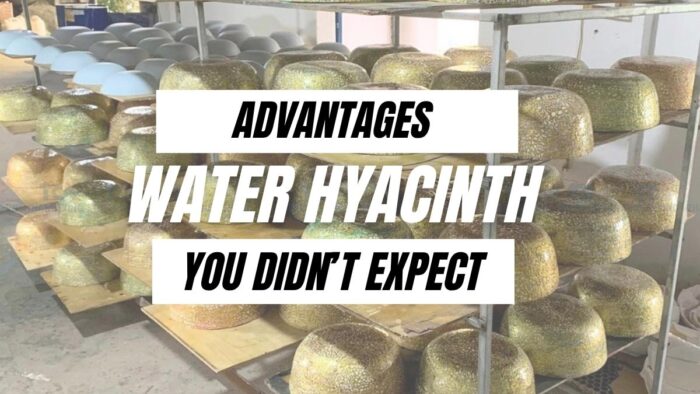 Everyday Advantages of Water Hyacinth You Didn’t Expect