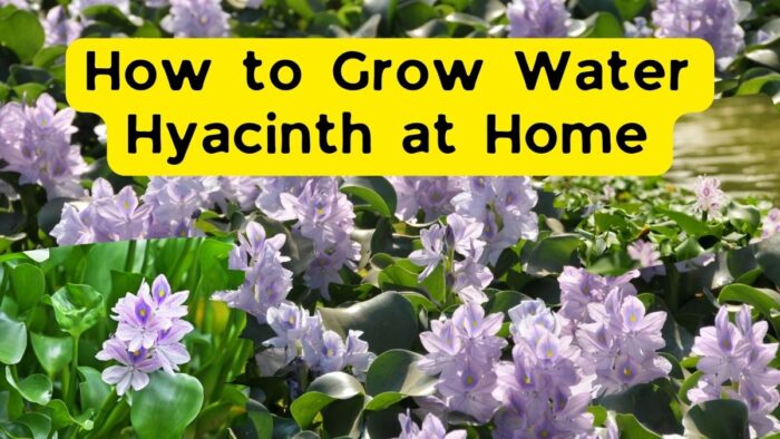 How to Grow Water Hyacinth at Home—And Transform It into Eco Crafts