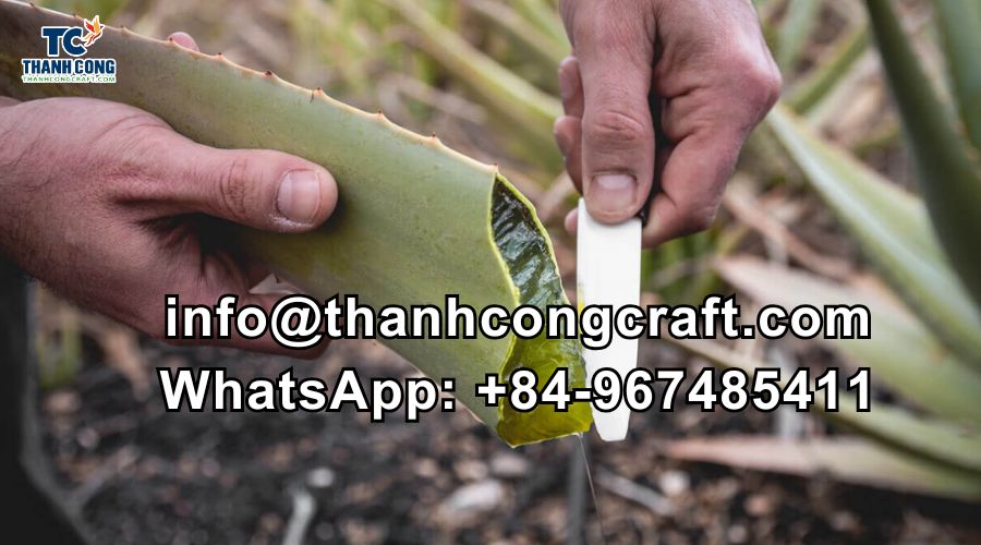 Aloe Vera Las Palmas souvenir