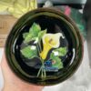 Wholesale Calla Lily Painted Coconut Bowls TCLCB 8649W