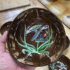 Wholesale Sea Turtle Coconut Bowls TCLCB 8648W